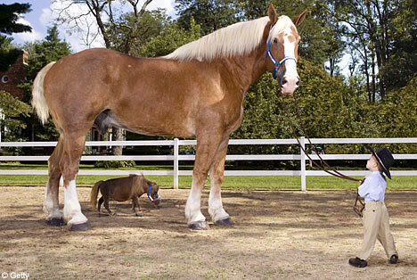 smallesttallesthorse